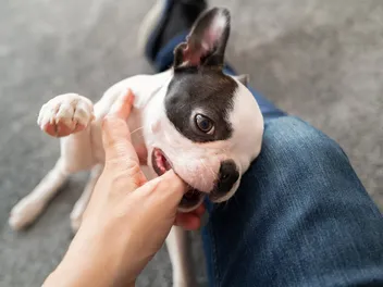 Do Boston Terriers Bite? Vet-Verified Breed History, Facts & Prevention Tips