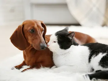 Can a Dog Get a Cat Pregnant? Vet-Verified Facts & Info