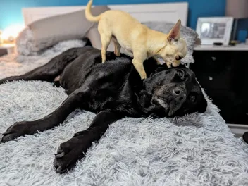 Neddy's Day Spa: A Chihuahua's Guide to Ear Cleaning & Self-Care