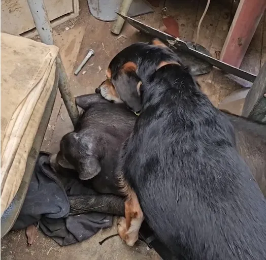 Nurse Rosa licking the big pig who had an injured ear