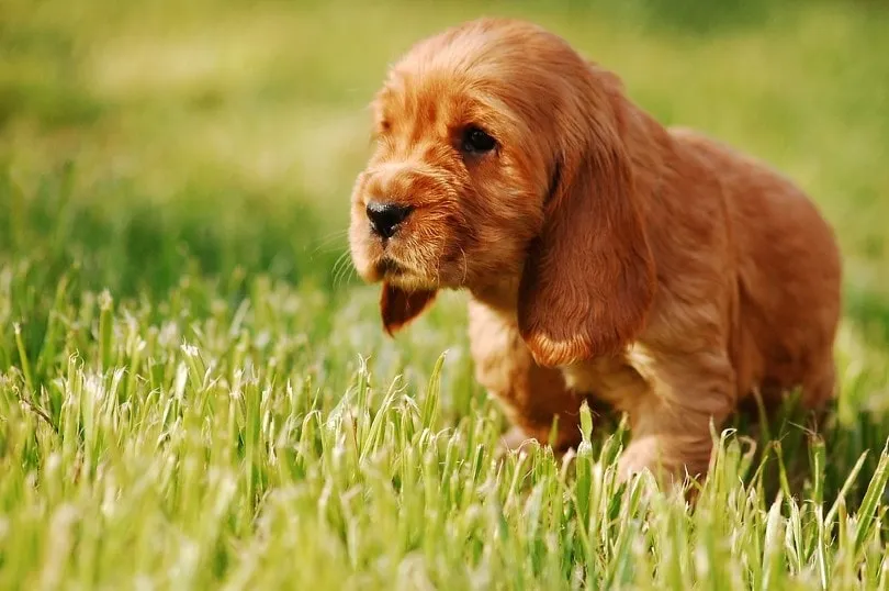 English Cocker Spaniel puppy