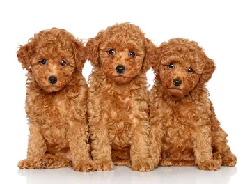 Red Toy Poodle: Info, Pictures, Origin & History