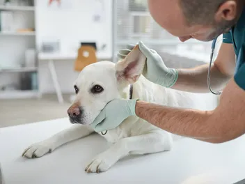 Dry Skin on Dog Ears: Causes, Care Guide & FAQ (Vet Answer)