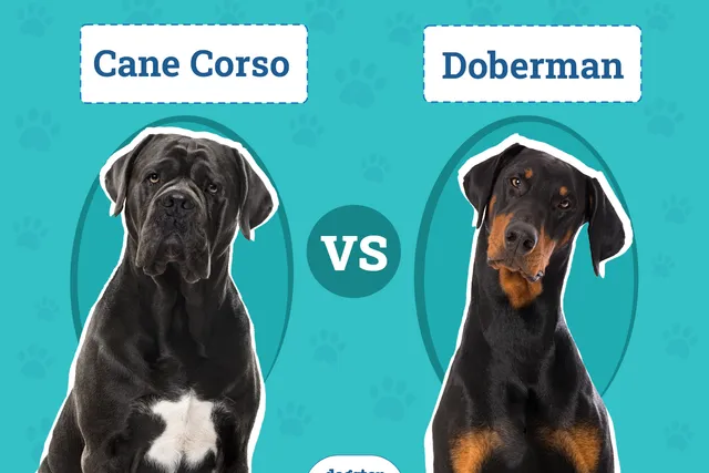 Cane Corso vs Doberman: The Differences (With Pictures)