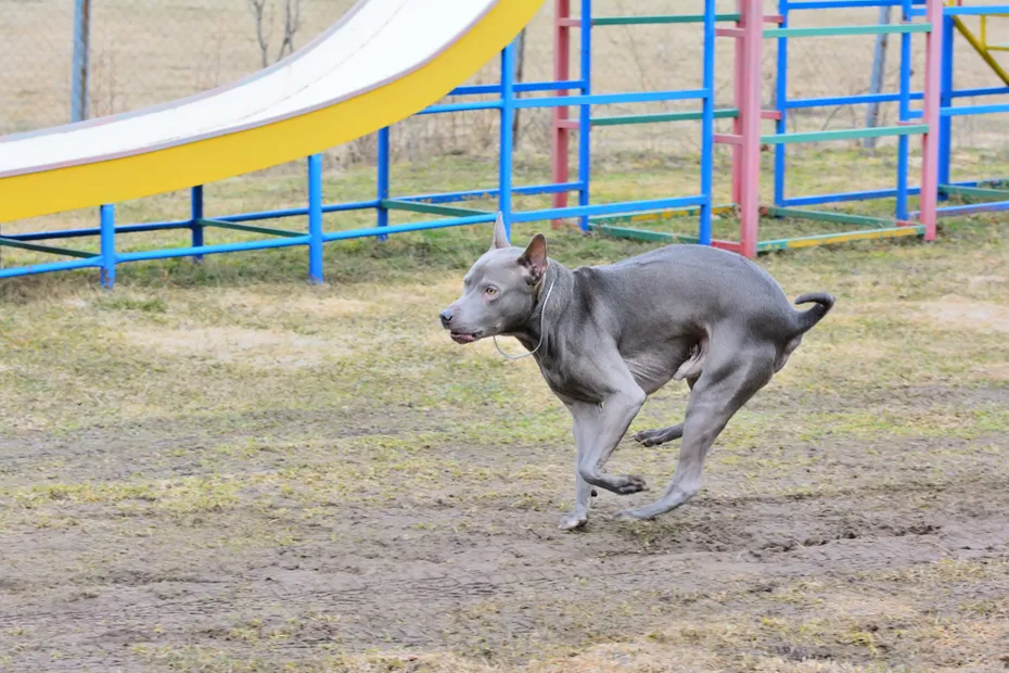 Thai ridgeback dog runs and barks outdoors