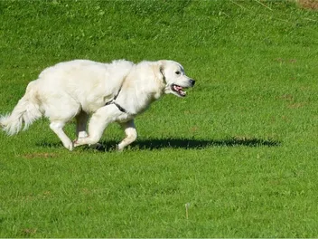 10 Great Off-Leash Dog Parks in Gig Harbor, WA You Can Visit Today