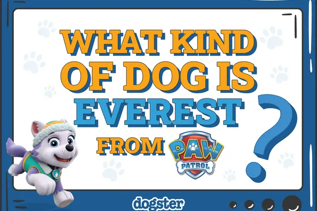 What Kind of Dog Is Everest From Paw Patrol? Cartoon Dogs Presented