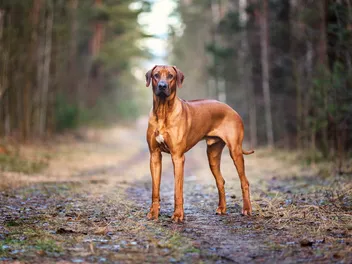 How Big Do Rhodesian Ridgebacks Get? Vet-Verified Size, Diet & Measuring Guide