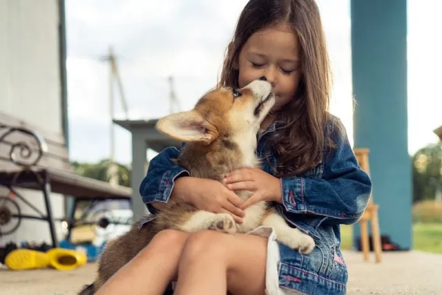 Do Corgis Like to Cuddle More Than Other Dogs? Interesting Answer!