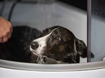 Why Is My Dog Scared of Water? 9 Vet-Reviewed Techniques to Help