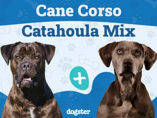 Cane Corso Catahoula Mix: Info, Pictures, Care & More