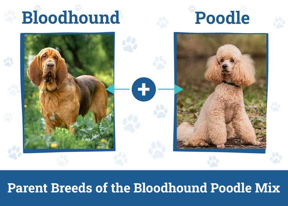 Parent Breeds of the Bloodhound Poodle Mix