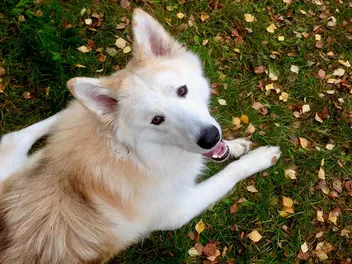 German Shepherd Samoyed Mix: Info, Pictures, Care & More