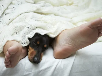 Why Does My Dog Sleep Under the Covers Between My Legs? 7 Vet-Reviewed Reasons