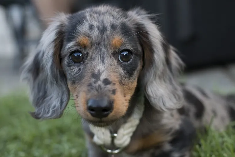 Dapple Dachshund