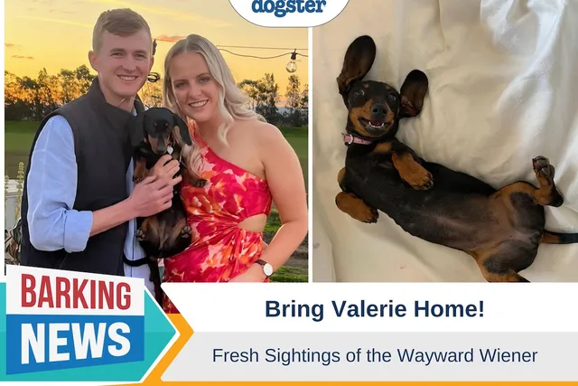 Bring Valerie Home - Fresh Sightings of the Wayward Wiener