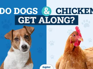 Keeping Dogs & Chickens Together: Vet-Approved Compatibility Guide & Tips