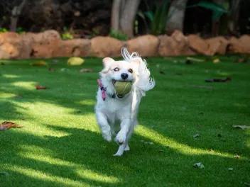 Scent Markers for Blind Dogs: How They Help Them “See”