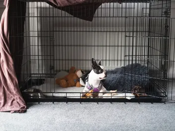 What Size Crate Do I Need for a Boston Terrier? Facts & Tips