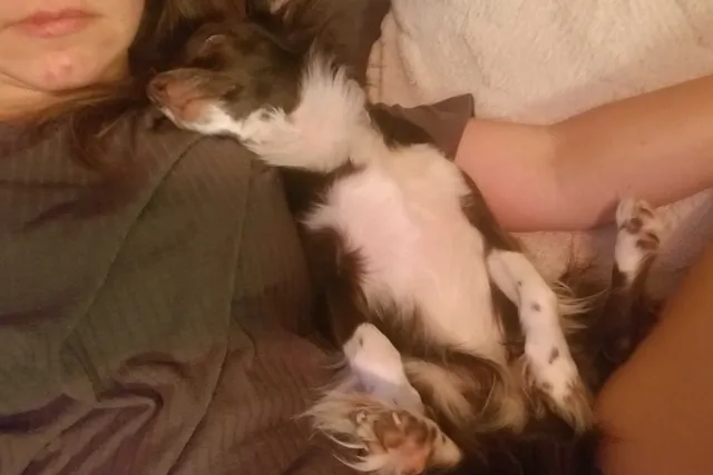 How Penny Turned Me Into a Dog Lover