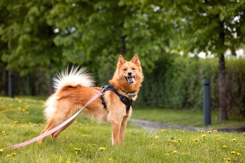 finnish-spitz-standing-on-the-grass-in-the-park