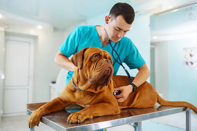 Pancreatitis in Dogs: Our Vet Explains Signs, Causes & Care Guide