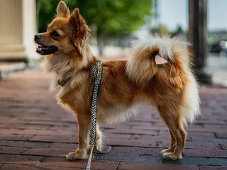 Pomchi (Pomeranian & Chihuahua Mix): Info, Pictures, Care & More