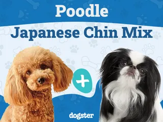 Poochin (Japanese Chin Poodle Mix): Info, Pictures, Care & More