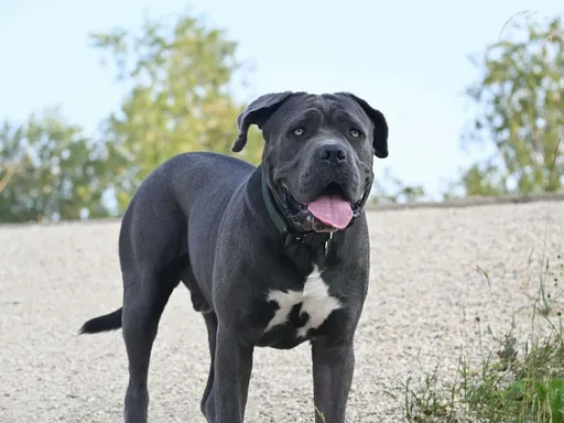 Neapolitan Mastiff
