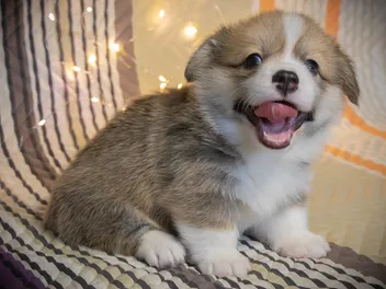 When Do Puppies Get Teeth? Vet-Reviewed Facts & FAQ