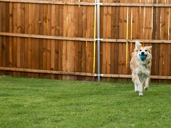 How to Build a Dog Run: Step-by-Step Guide in 2026