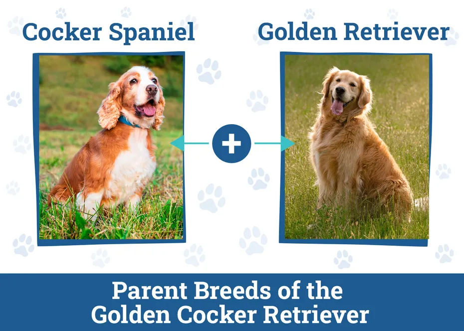 Golden Cocker Retriever