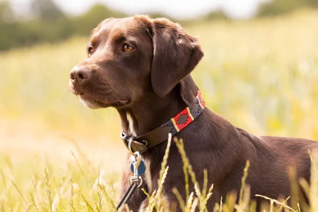 Springador (Springer Spaniel & Labrador Mix): Info, Pictures, Care & More