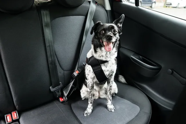 Are Dog Seat Belts Safe? 7 Vet Approved Car Safety Tips