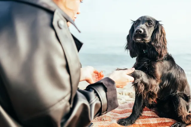 10 Cocker Spaniel Grooming Tips (With Pictures)