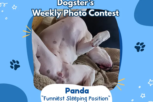 Dogster’s Weekly Photo Contest Winners: Funniest Sleeping Position (April 30, 2026)