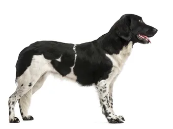 Stabyhoun Dog Breed: Info, Pictures, Care Guide & Traits