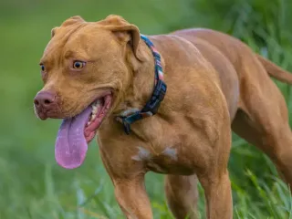 Vizsla Pitbull Mix: Info, Pictures, Temperament & More