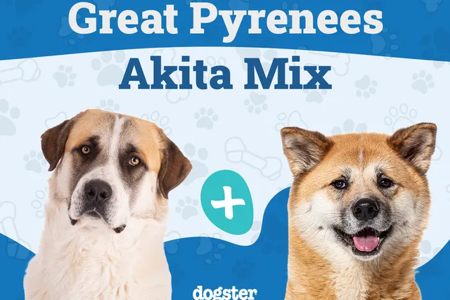 Pakita (Akita Great Pyrenees Mix): Info, Pictures, Care & More
