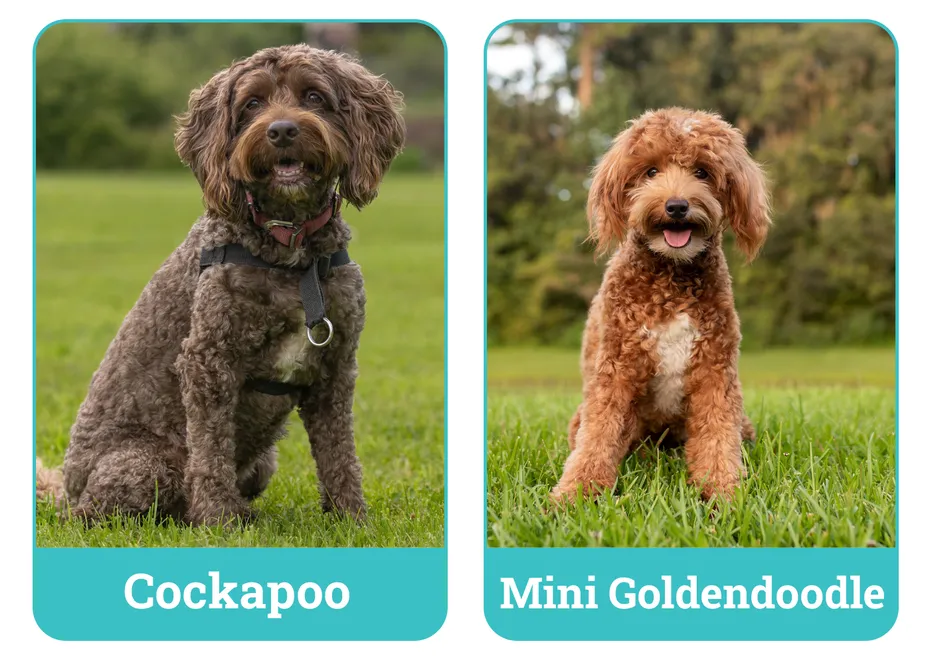 Cockapoo vs Mini Goldendoodle