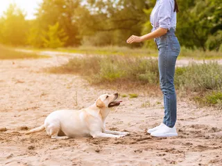 How to Train 6 Classic Cues for Dogs: Vet-Approved Training Guide