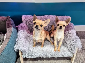 The Tiny Dog Couch: One Size Fits All...Apparently!