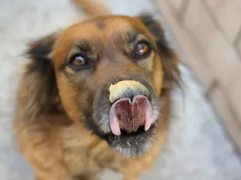 Why Do Dogs Love Peanut Butter So Much? Vet-Approved Enrichment Ideas