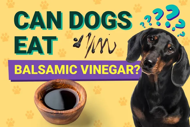 Can Dogs Have Balsamic Vinegar? Vet-Reviewed Facts You Should Know!