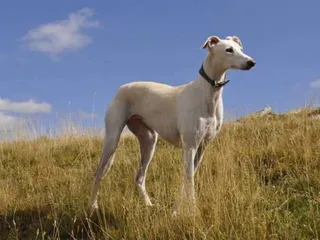 5 Best Big Dogs for Apartments: Pictures, Facts & Size
