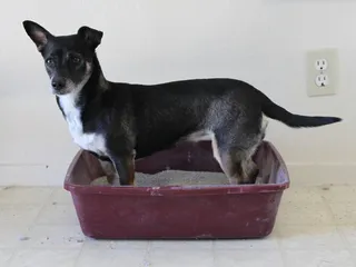 How To Keep Dogs Out Of Cat Litter Boxes: 7 Vet-Approved Ways