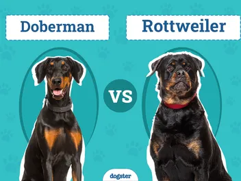 Doberman vs Rottweiler: The Key Differences (With Pictures)