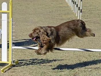 8 Types of Specialized Dog Training: Facts & Pictures