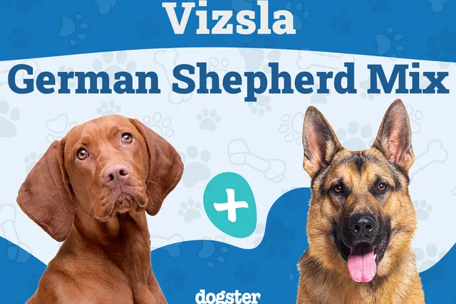 Vizsla German Shepherd Mix: Info, Pictures, Care Guide & Temperament