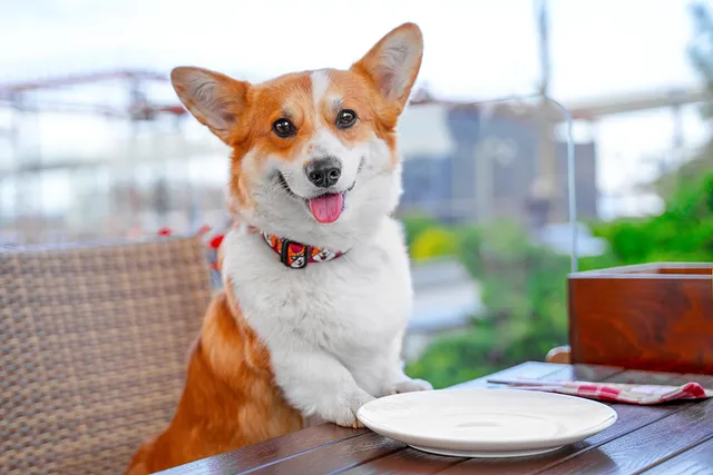 15 Dog Friendly Restaurant Chains: Take Your Pup Out For a Lunch
